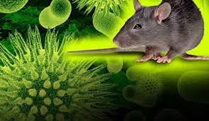 How dangerous is hantavirus